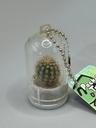 Baby plant Pocket Tree