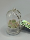 Baby plant Pocket Tree