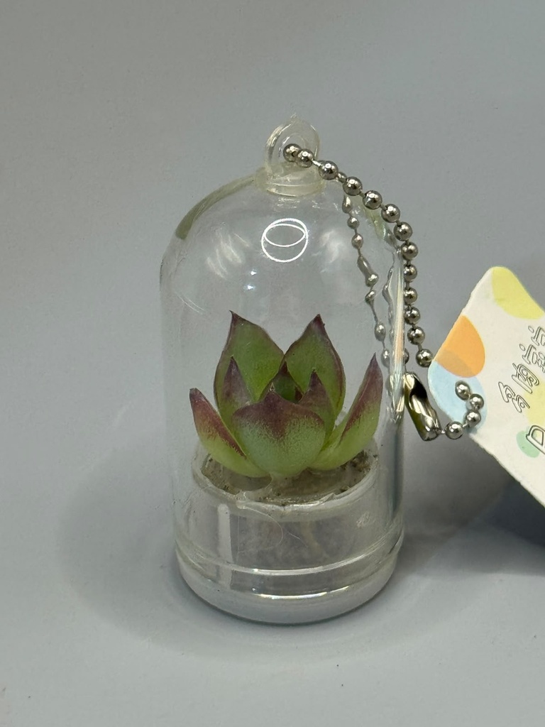 Baby plant Pocket Tree