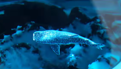 Resin LED Light Set Sea Shark Hammerhead Small 